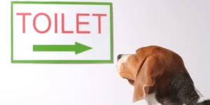 Free Dog Training: Potty Training