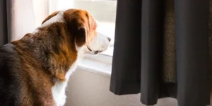 Separation Anxiety in Dogs