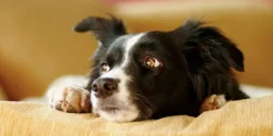 Stress in Dogs